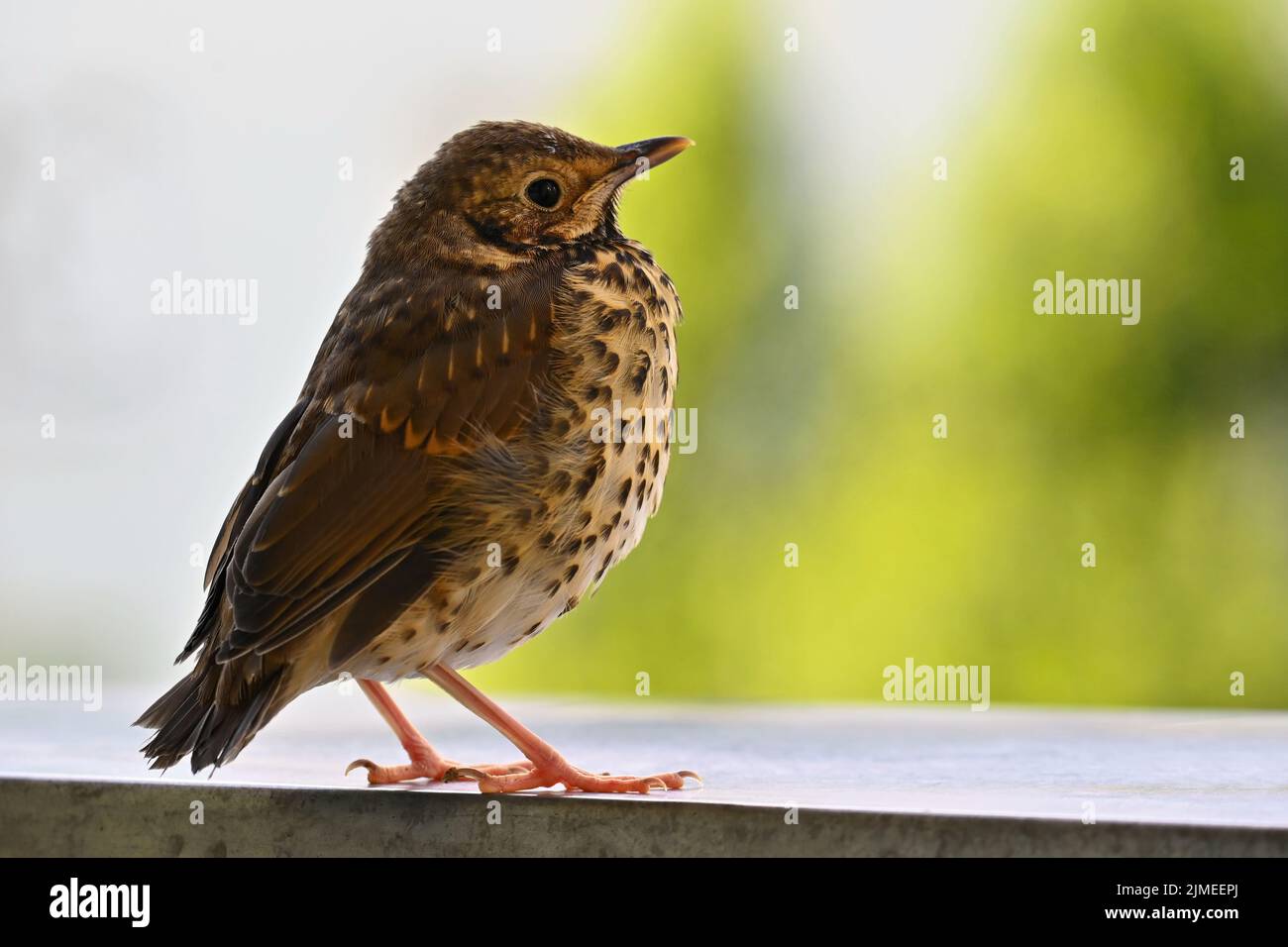Beautiful detail and baby bird (Turdus Linnaeus) Animal in nature ...