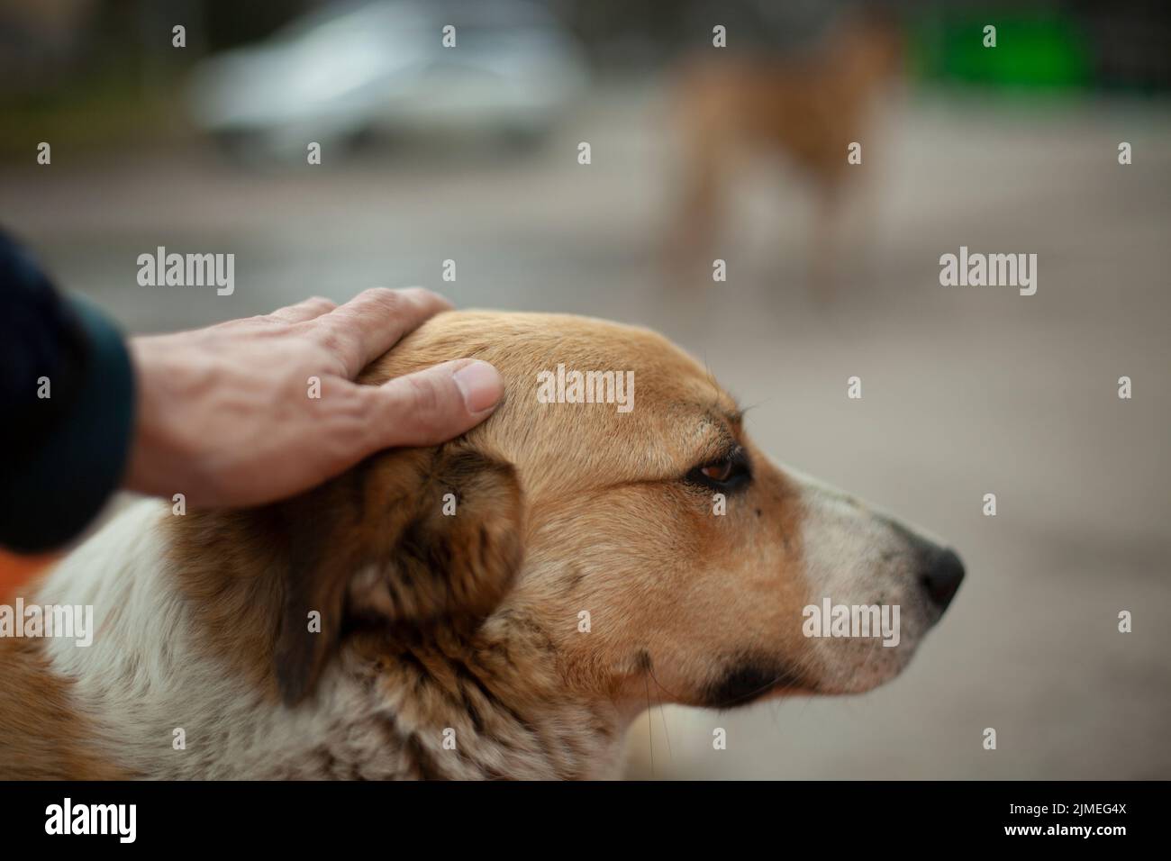 The man is stroking the dog's head. The guy caresses the face of a homeless dog with his hand. Summer animal portrait on the str Stock Photo