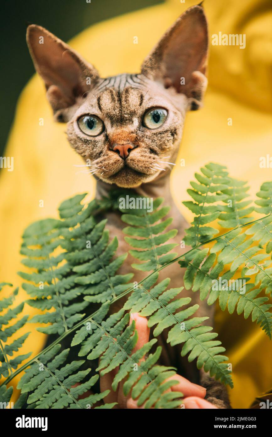 Cute Funny Curious Playful Beautiful Devon Rex Cat Looking At Camera. Obedient Devon Rex Cat With Dark Brown Tabby Fur Color Sitting On Hands. Cats Stock Photo