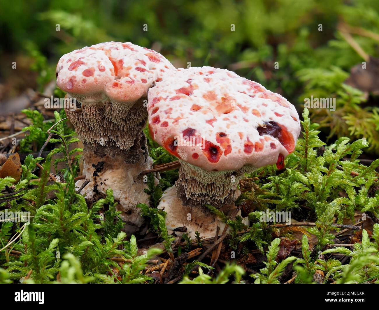 Bleeding Tooth Fungus, Hydnellum peckii Stock Photo