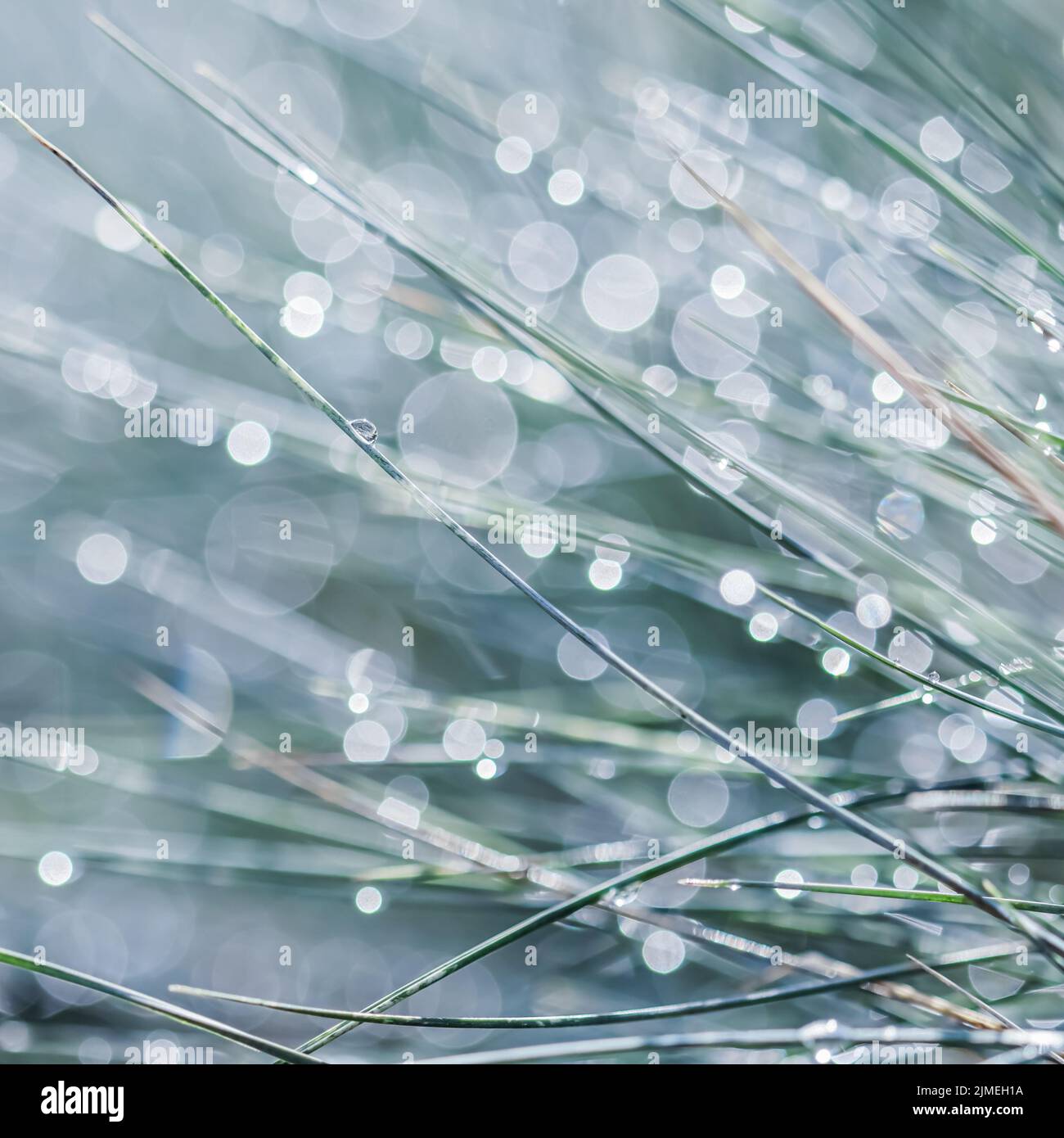 Texture, background, pattern of decorative grass Blue Fescue with rain drops. Bokeh with light reflection Stock Photo