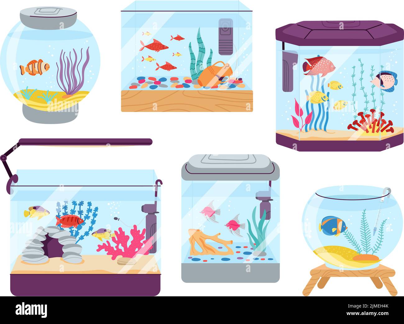 Aquarium fish. Colourful fish in tank, algae and tropical goldfish in