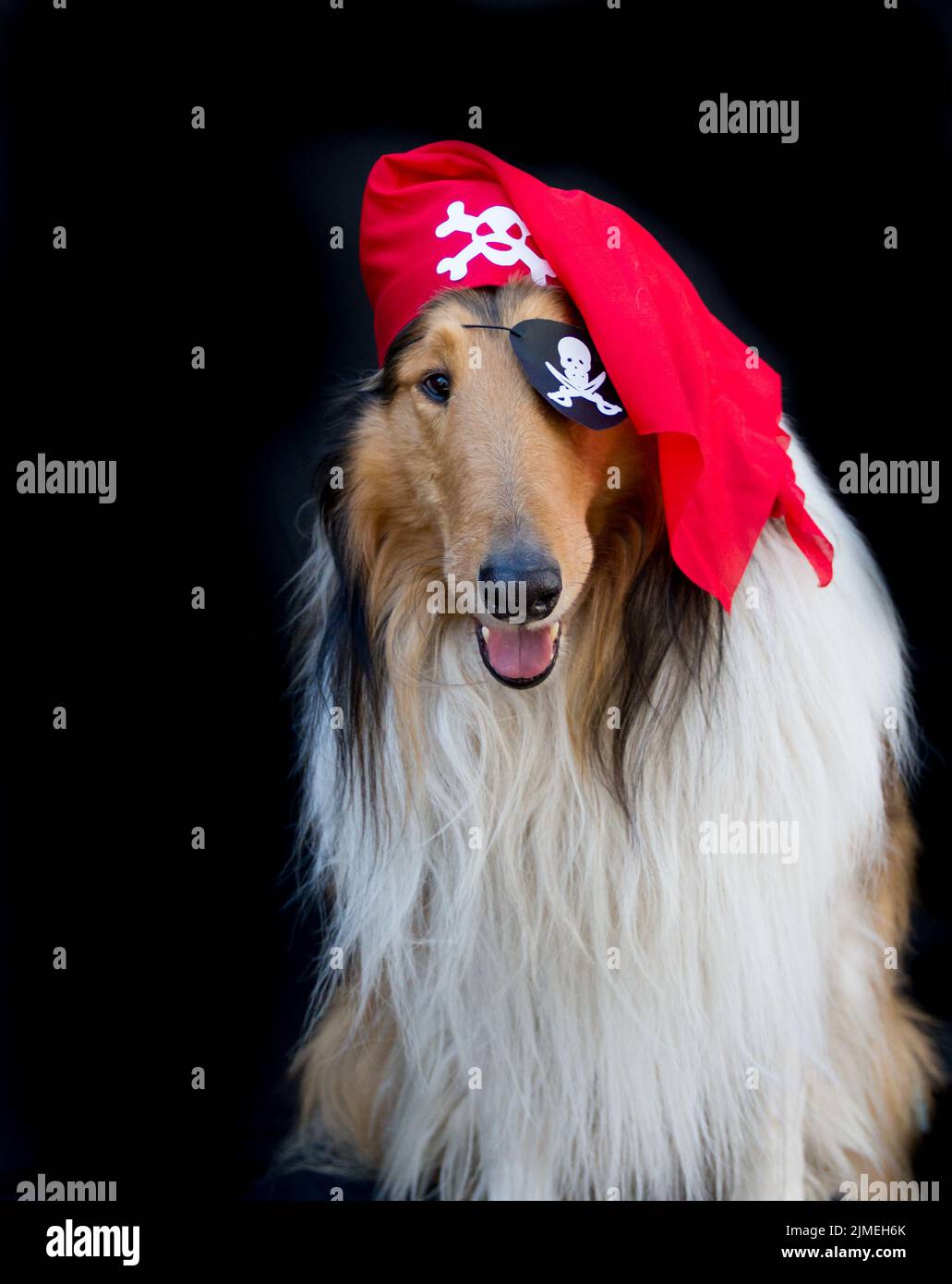 Portrait of a golden collie dog dressed as a pirate Stock Photo