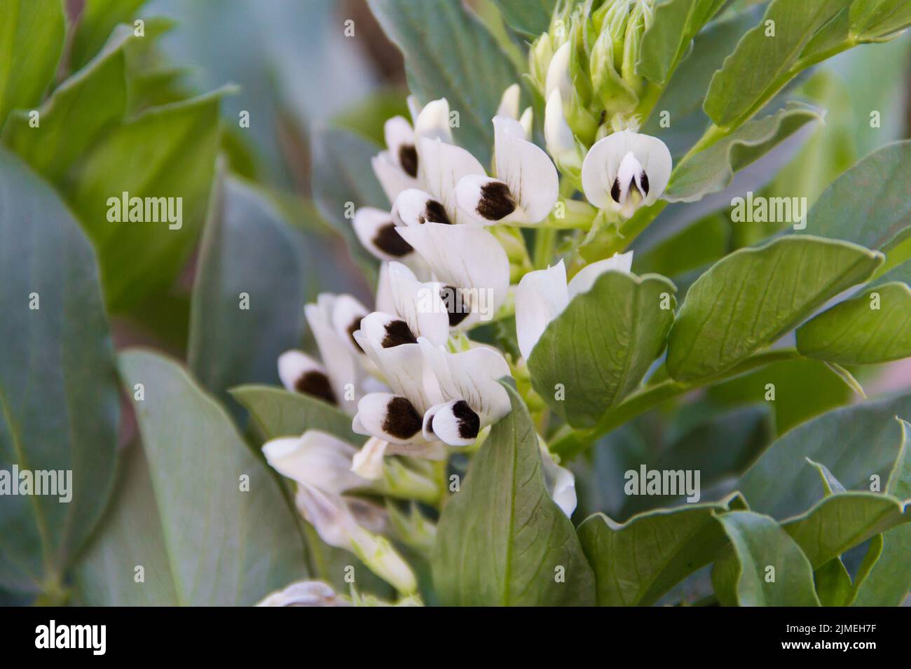 Detail of the flowers of the broad beans in the organic garden Stock