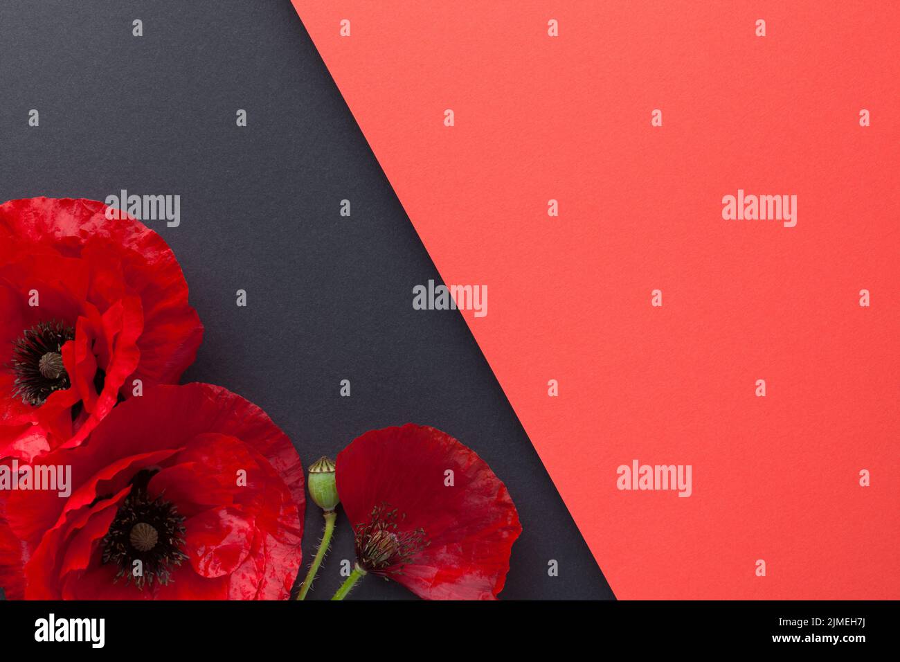 Poppy Flowers On Paper Background Flat Lay Stock Photo