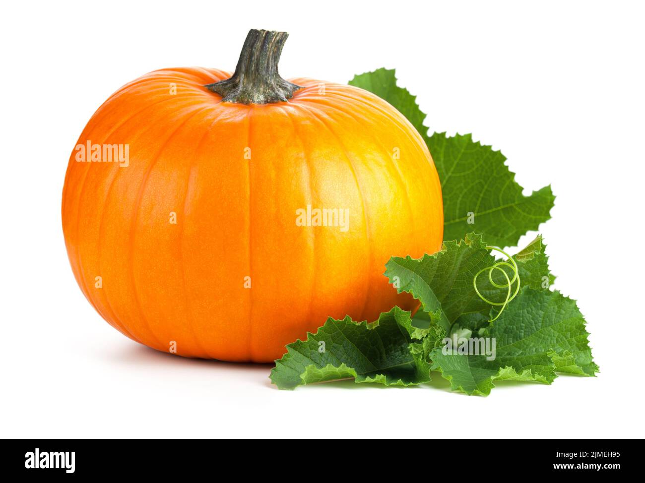 Pumpkin With Green Leaves Isolated On White Stock Photo - Alamy
