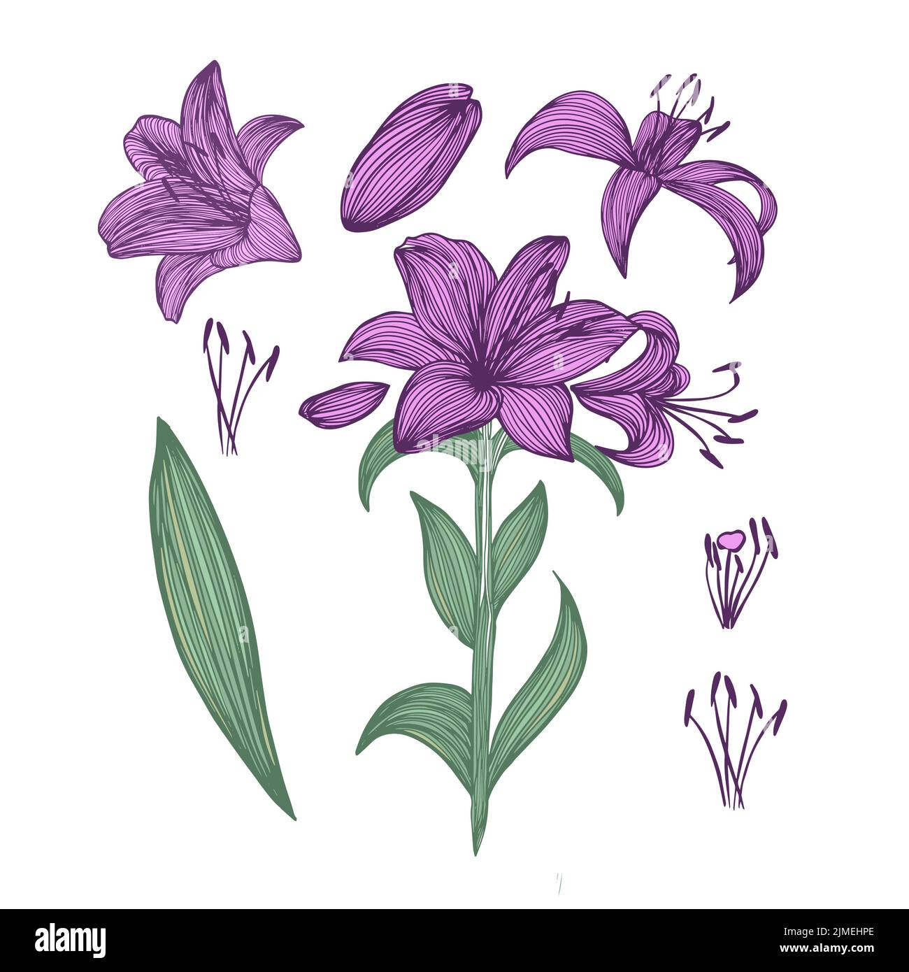 Lily flower elements. Vector illustration Stock Vector Image & Art - Alamy