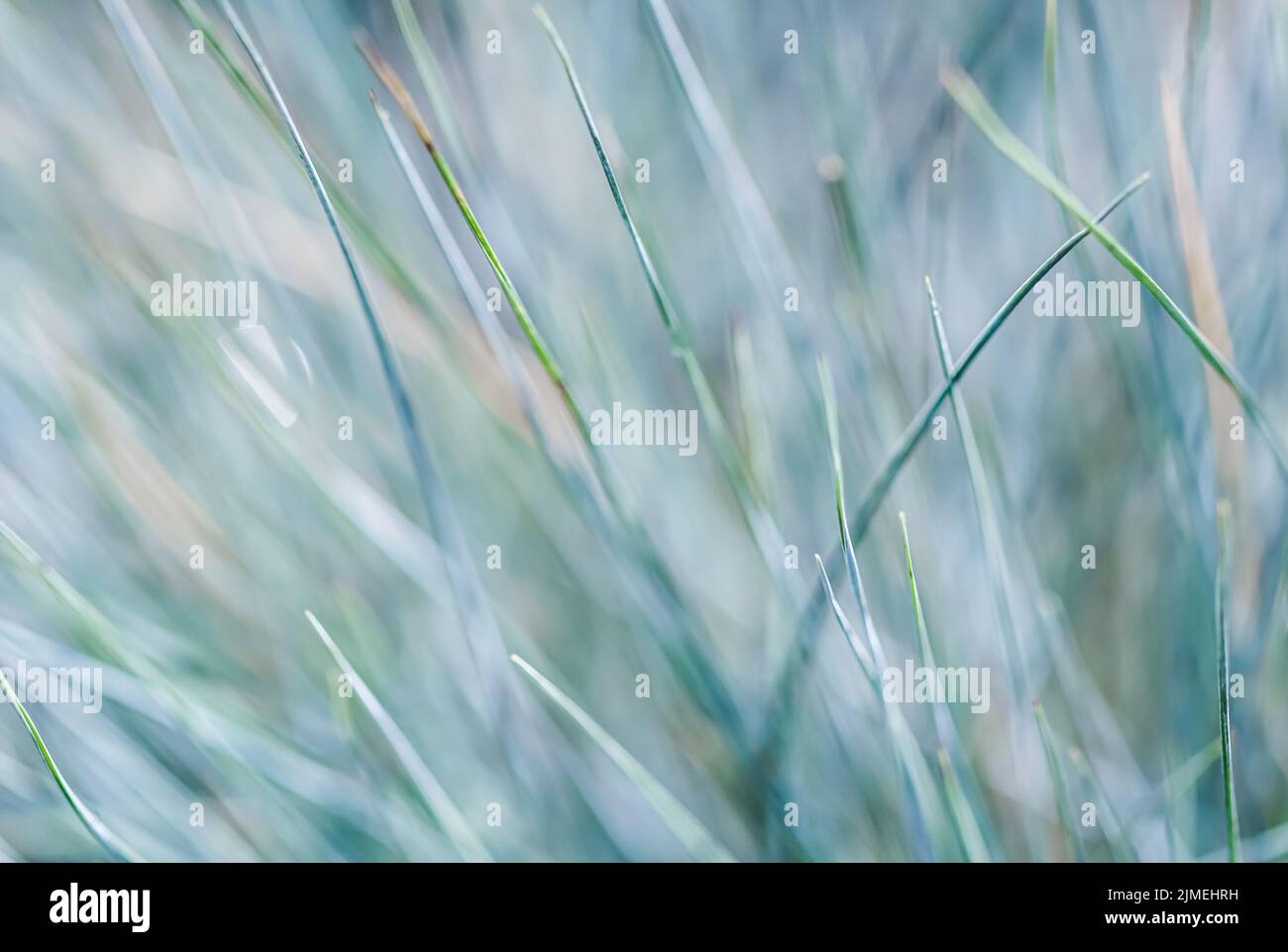 Blurred background, texture, pattern of blue green grass. Extreme bokeh with light reflection Stock Photo