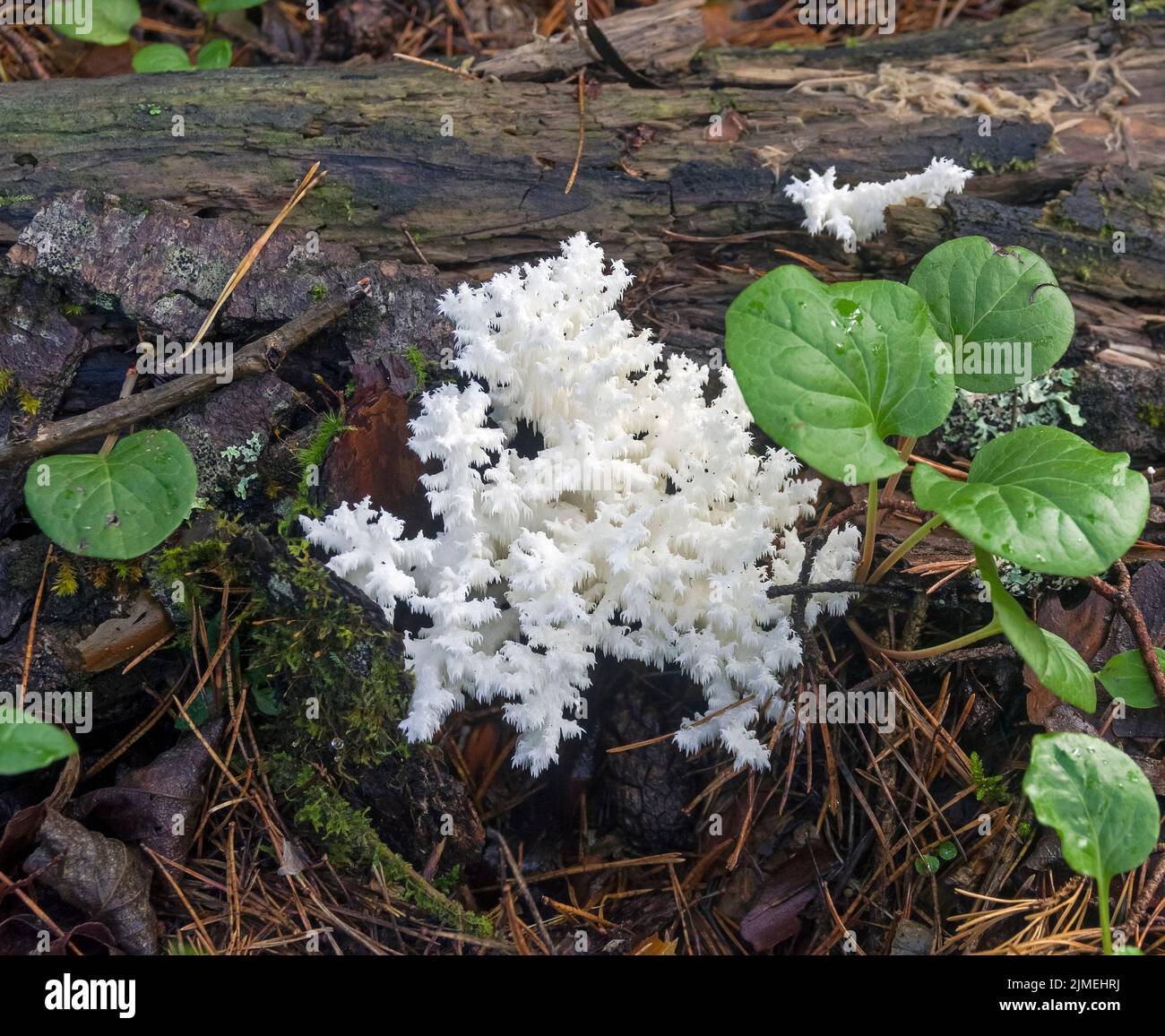Coral Tooth Fungus in Siberian forest. Stock Photo