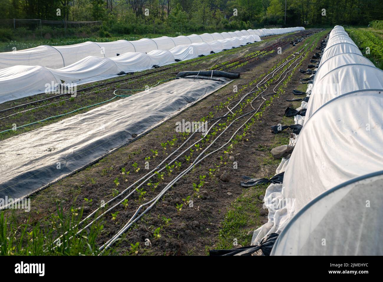 Rows of garden vegetables with row covers and irrigation lines Stock Photo