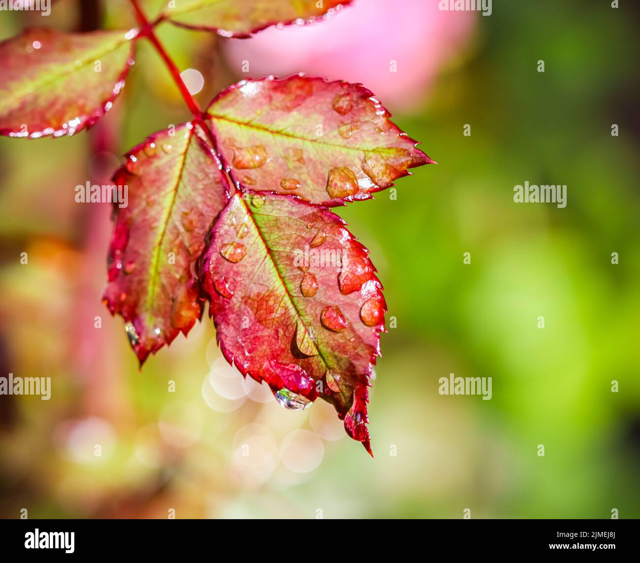 Red rose leaf with raindrops in the autumn garden. Bokeh with light