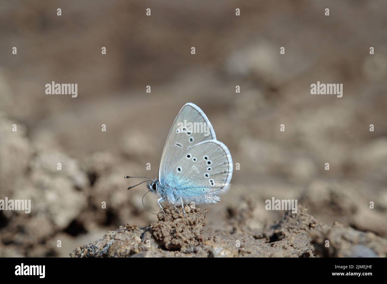 Male mazarine blue butterfly (Cyaniris semiargus) takes up minerals  from wet soil. Stock Photo