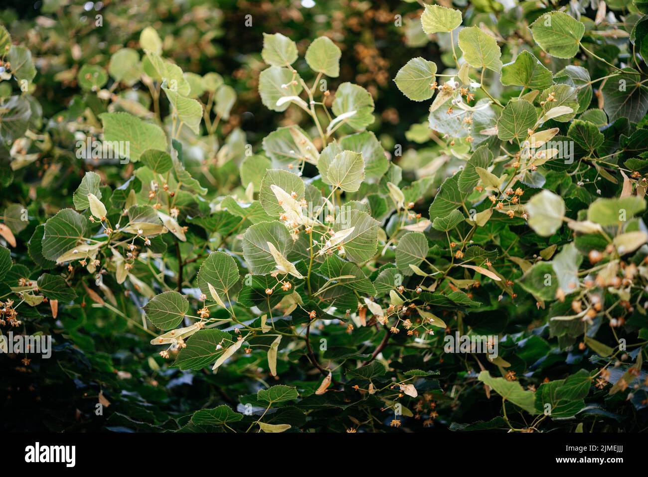 The tilia tree hi-res stock photography and images - Alamy