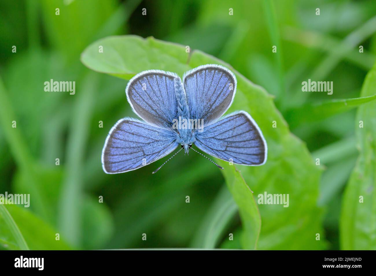 Male mazarine blue butterfly (Cyaniris semiargus). Stock Photo