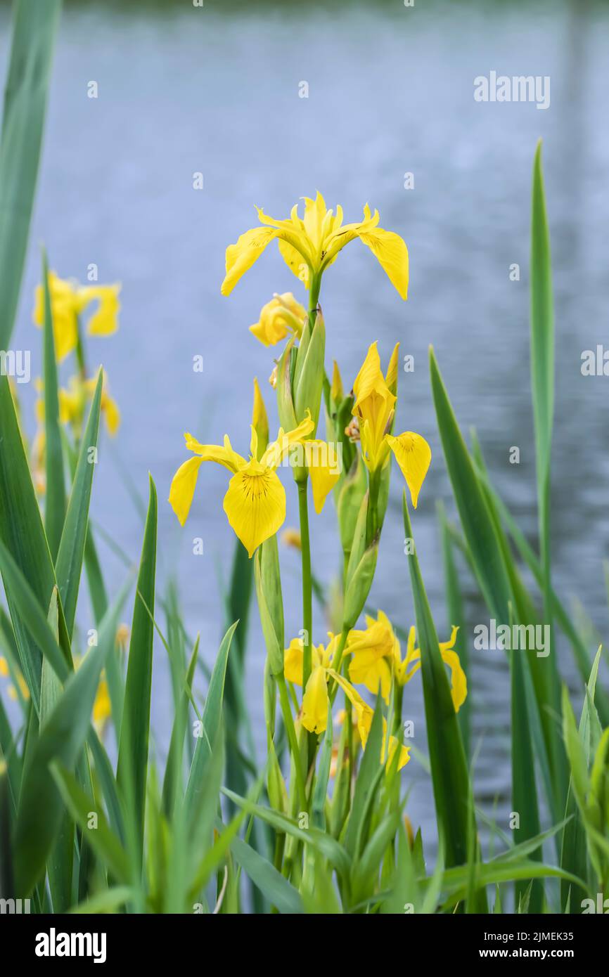 Yellow flag iris (Iris pseudacorus Stock Photo - Alamy