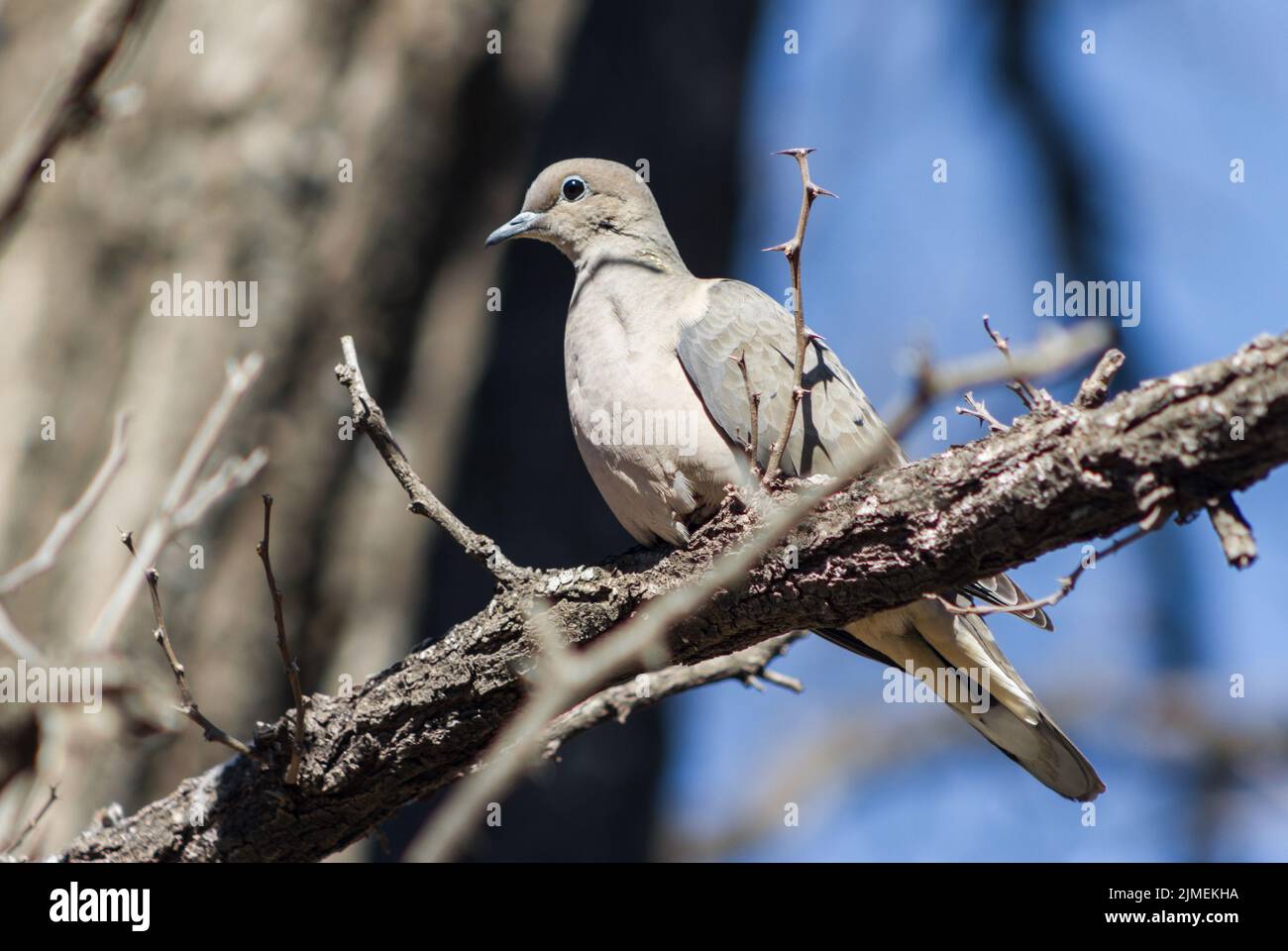Pigeon natural habitat hi-res stock photography and images - Alamy