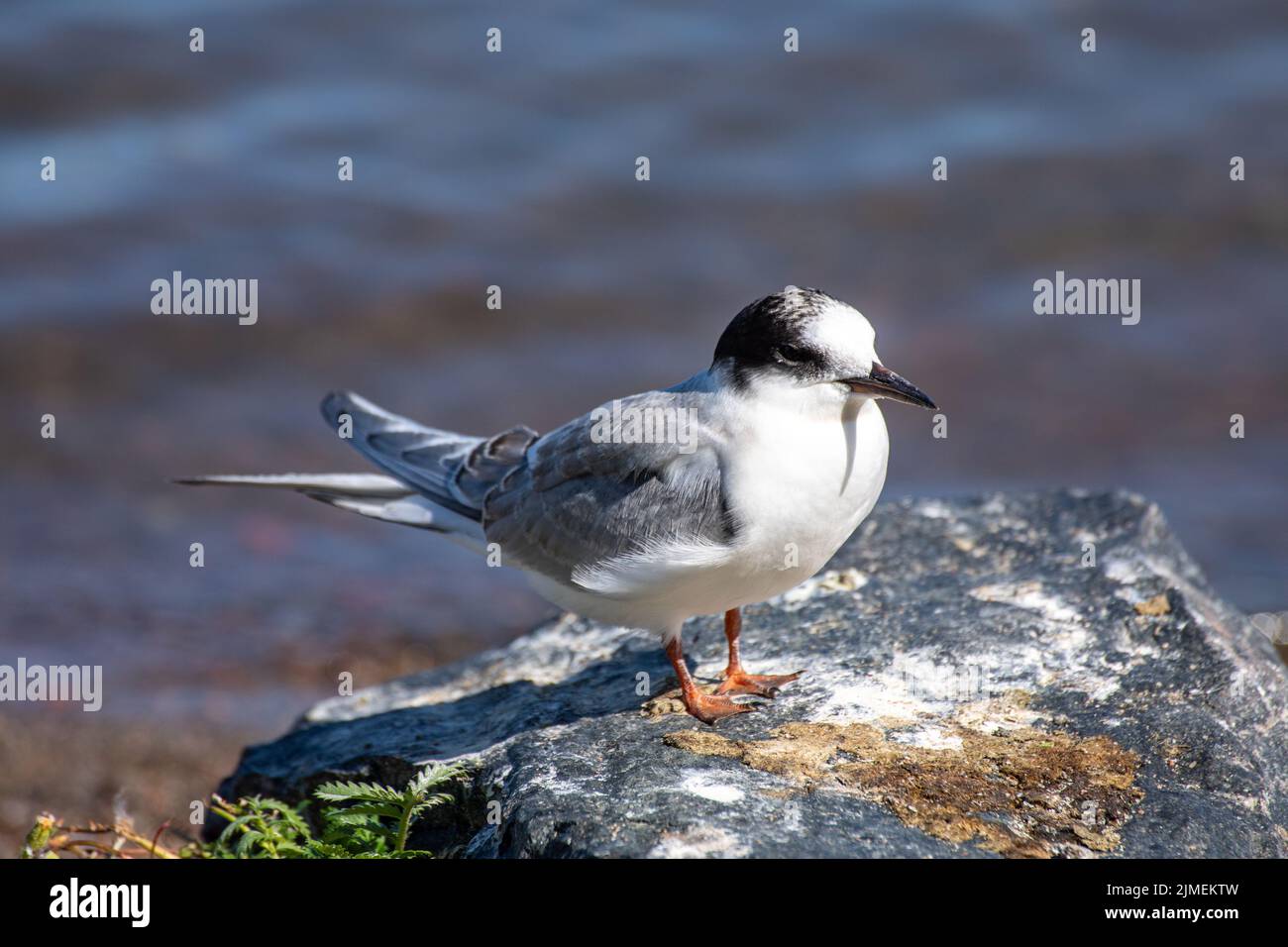 Juvenile common tern or Sterna hirundo perching on a rock at seafront Stock Photo