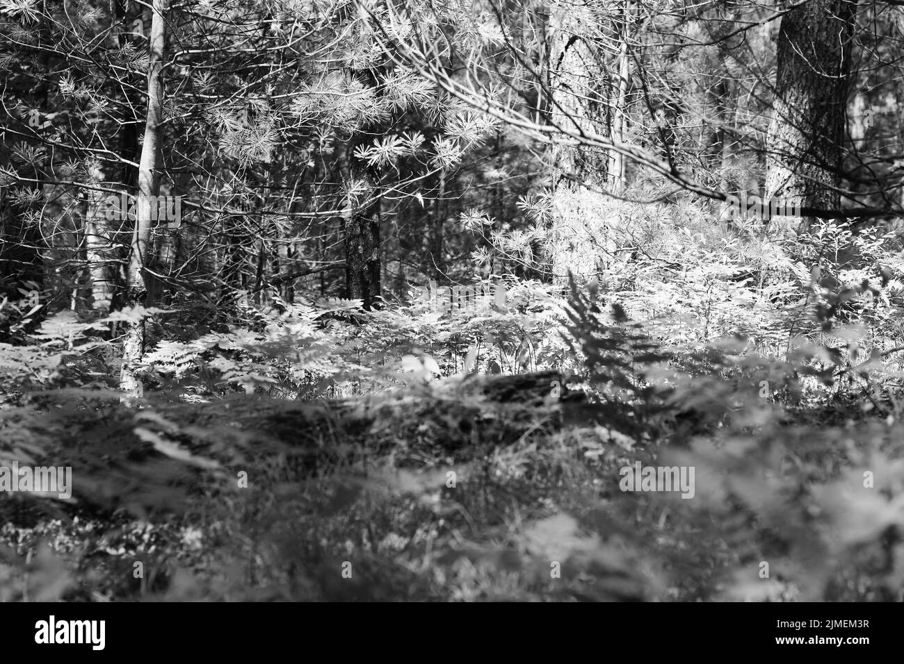 A typical calm summer meadow in the deep wild woods in black and white ...