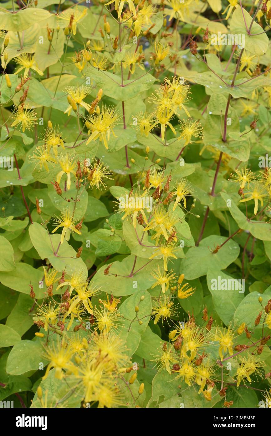 The yellow flowers of Hypericum bupleuroides plant Stock Photo