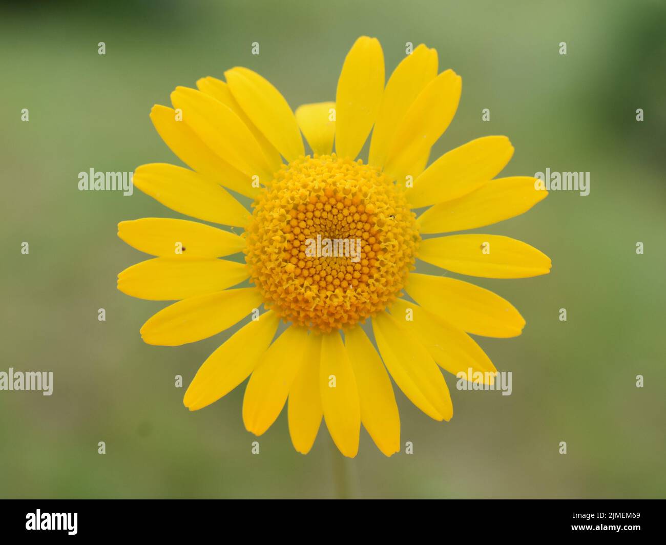 Cota tinctoria golden marguerite flower closeup on green background Stock Photo