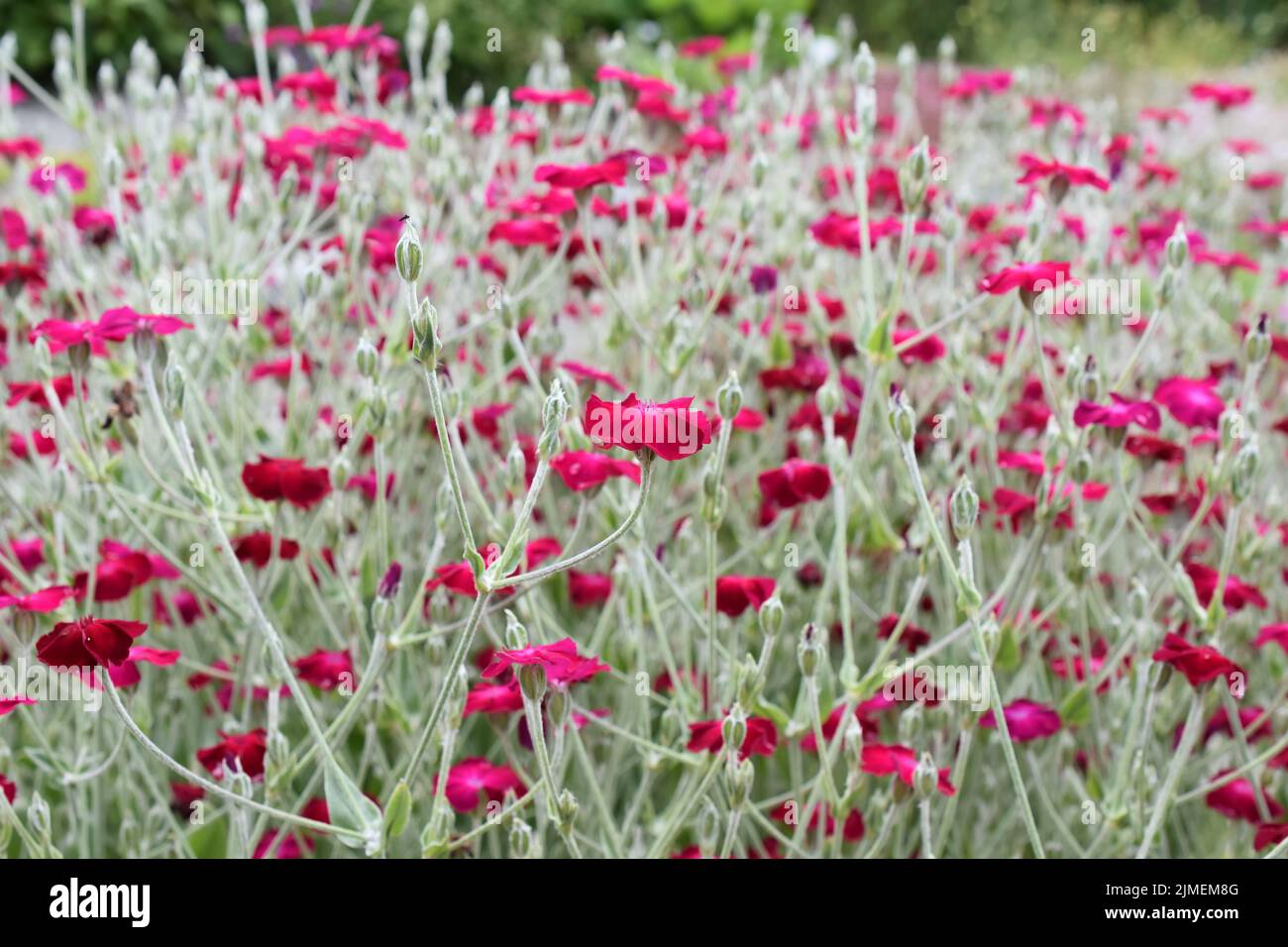 Big group Rose campion Lychnis coronaria flowering in a garden Stock Photo