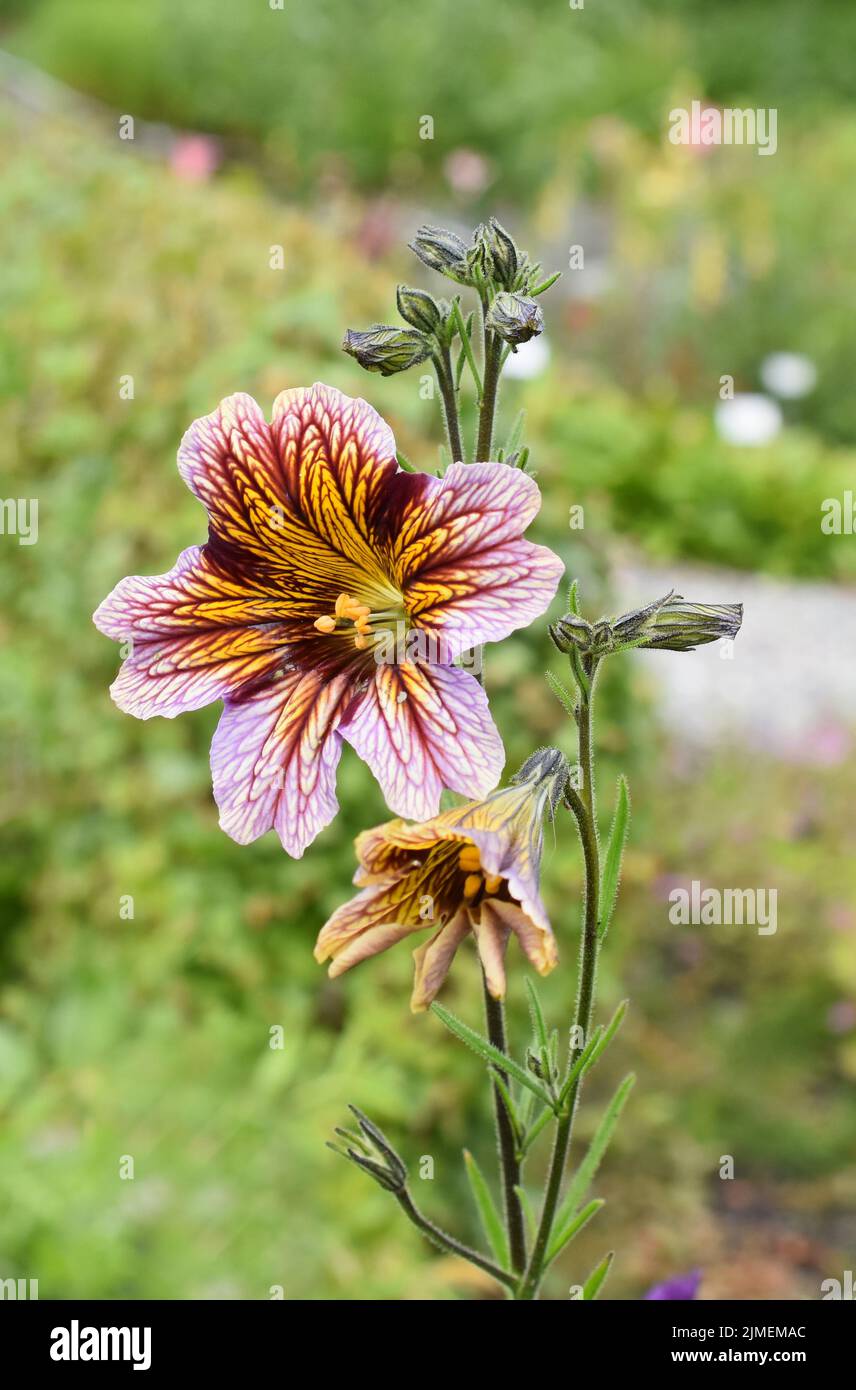 The painted tongue flower Salpiglossis sinuata flowering in garden