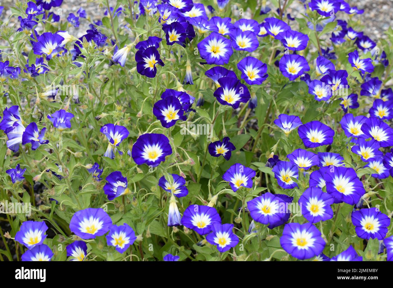 Closeup on dwarf morning-glory Convolvulus tricolor blue flower Stock Photo