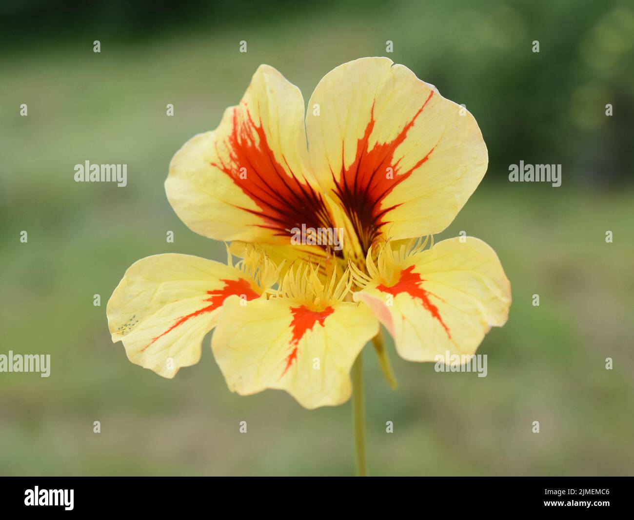 Red and yellow flower of the garden nasturtium Tropaeolum majus Stock Photo