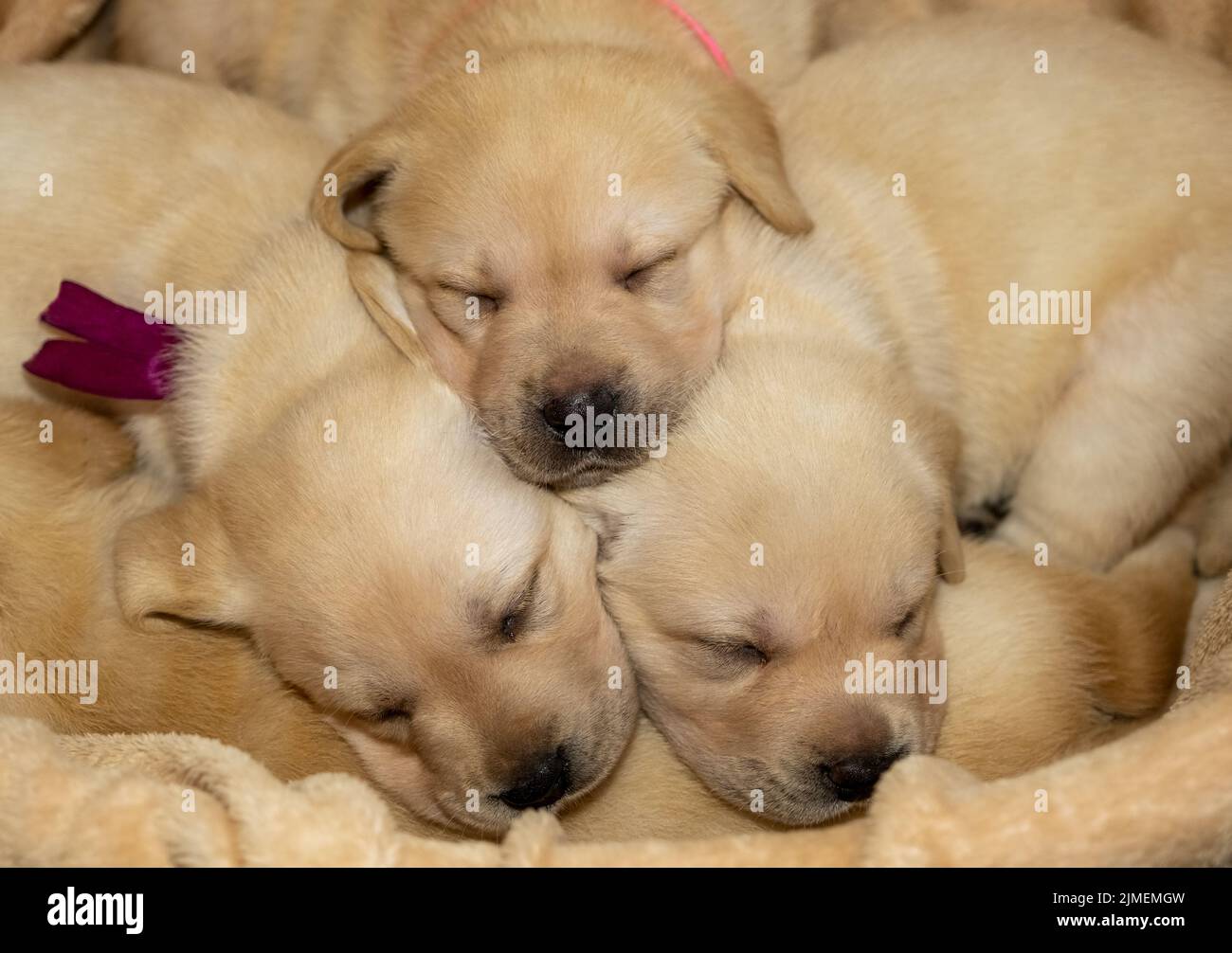 Labrador puppies dog sleeping Stock Photo