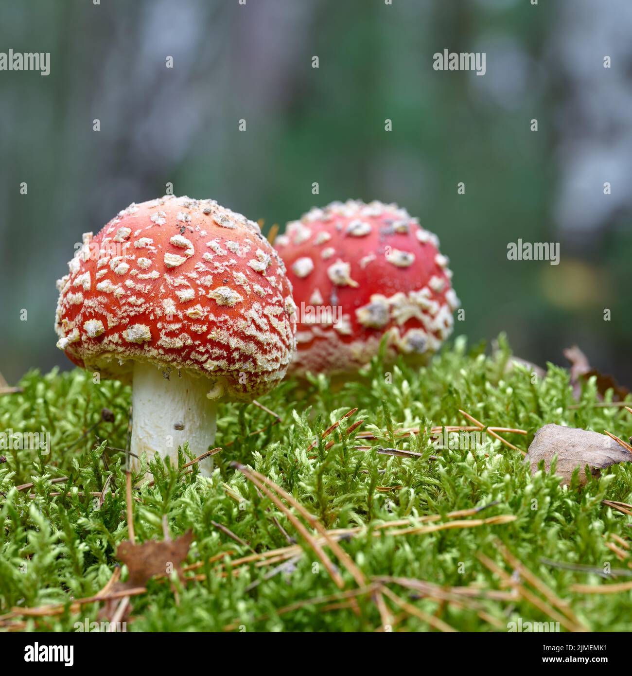 Toadstools (Amanita muscaria) grow on the forest floor in autumn Stock Photo
