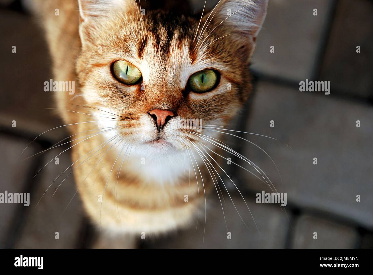 Scaredy kat hi-res stock photography and images - Alamy