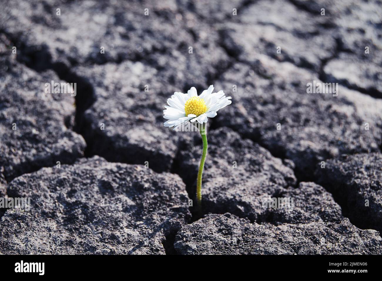 Flower has grown in arid cracked barren soil Stock Photo