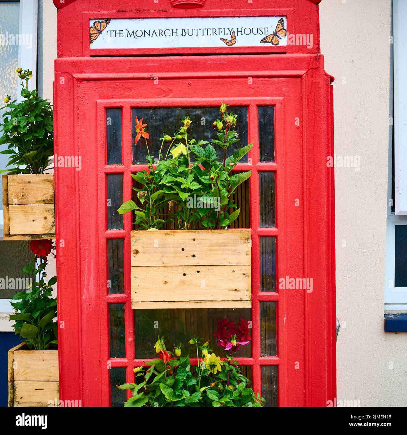 Monarch butterfly house in converted phone box at Victoria Hospital,Blackpool Stock Photo