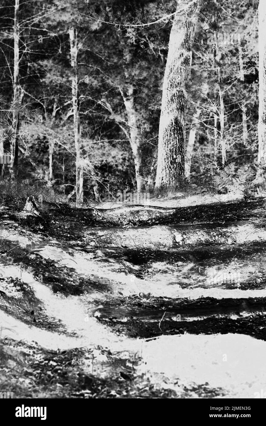 A typical calm summer meadow in the deep wild woods in black and white ...
