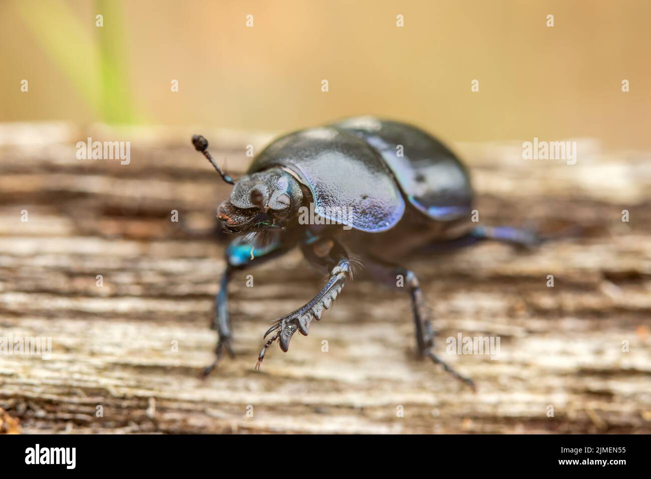 Wood dung beetle Stock Photo - Alamy