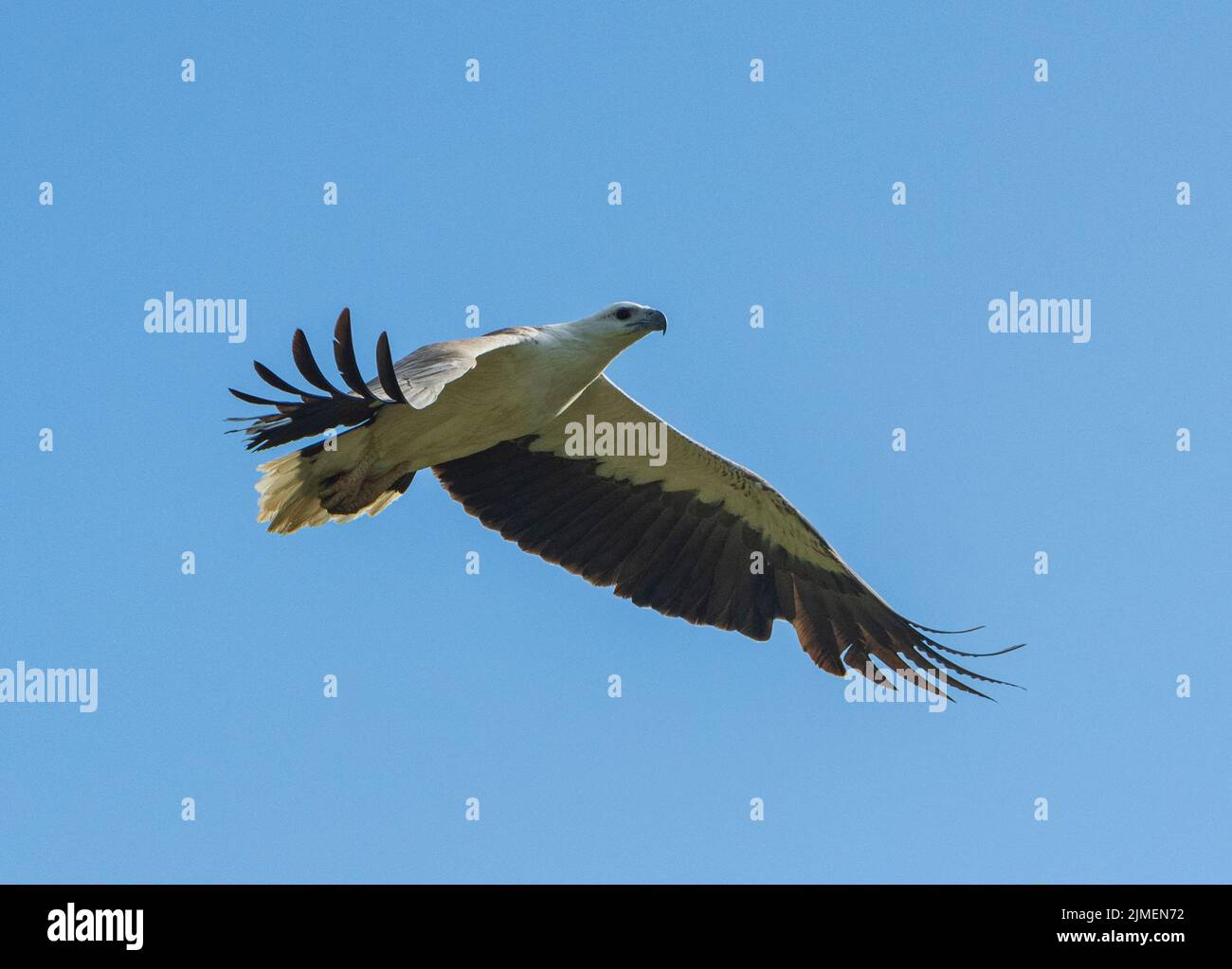 White-bellied Sea-eagle (Haliaeetus leucogaster) in flight, Kakadu National Park, Northern Territory, Australia Stock Photo