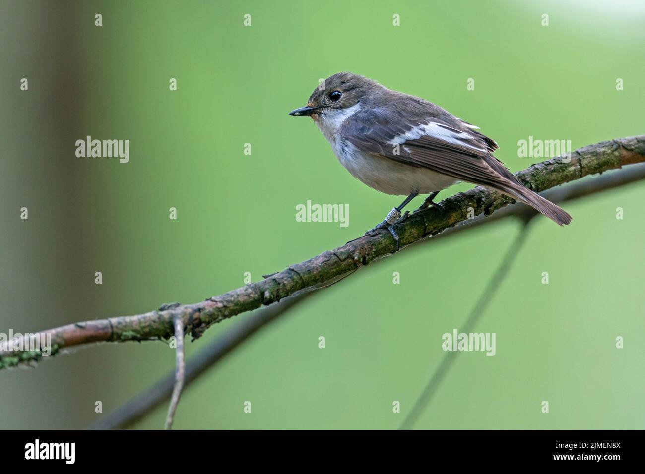 European Pied Flycatcher on the branch of an oak tree / Ficedula hypoleuca Stock Photo