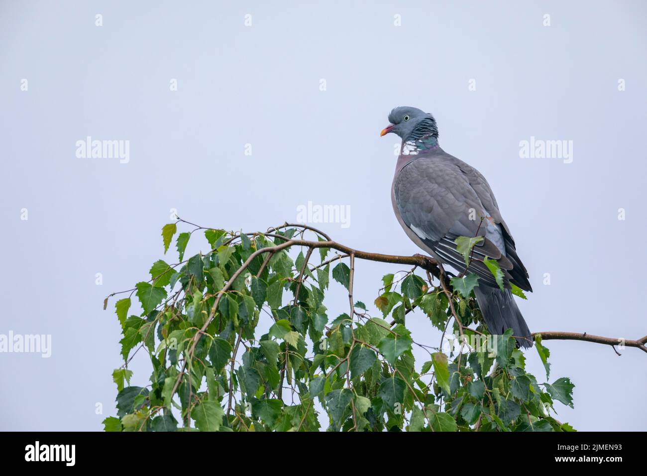 Despite the rain, the Common Wood Pigeon does not seek cover / Columba palumbus Stock Photo