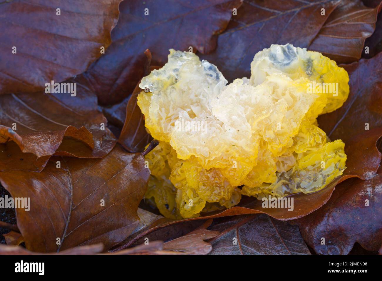 Golden Jelly Fungus lies between foliage - (Yellow Brain) / Tremella mesenterica Stock Photo