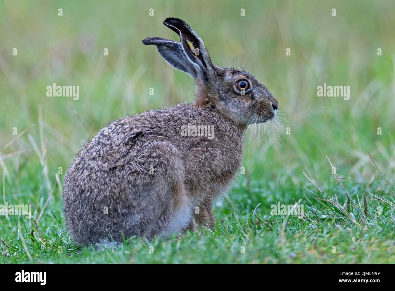 European Hare with a hole in the ear  -  (Brown Hare) / Lepus europaeus Stock Photo