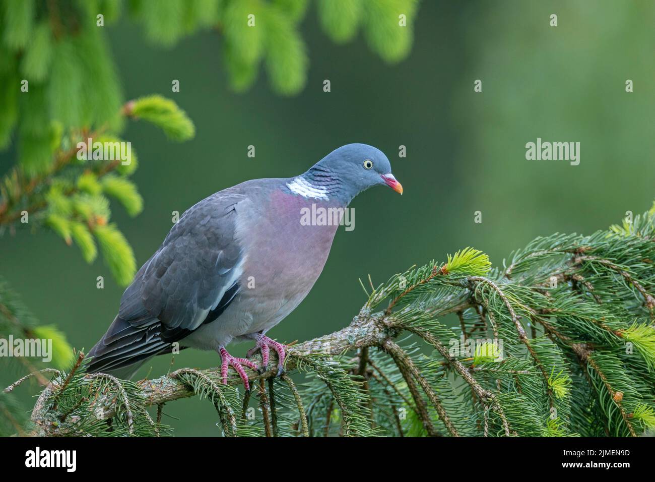 Common Wood Pigeon often uses spruce trees as nesting and roosting sites / Columba palumbus Stock Photo