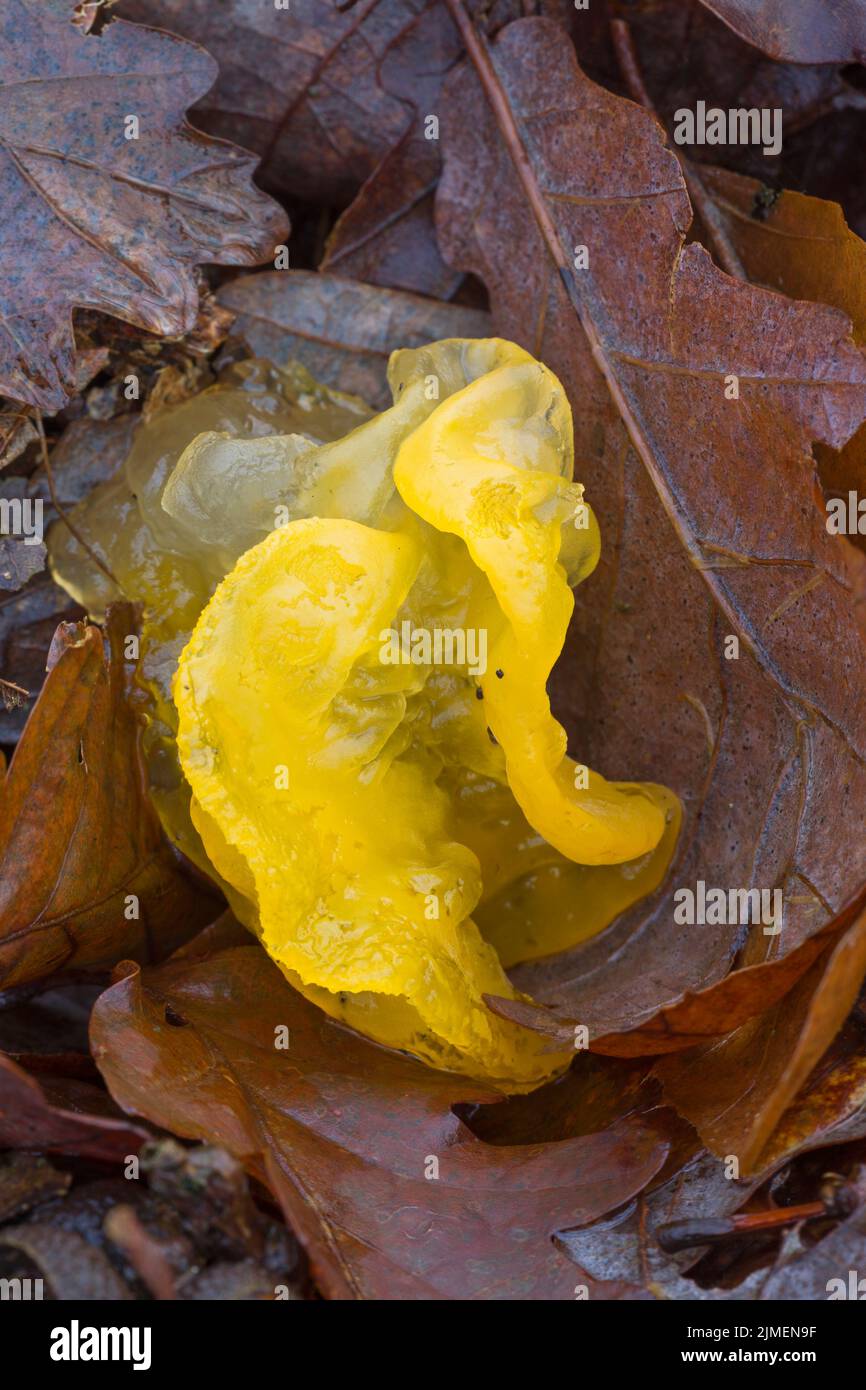 Goldgelber Zitterling liegt zwischen Laub nachdem ein Sturm den Pilz vom Ast gerissen hat / Golden Jelly Fungus lies between foliage after a storm tor Stock Photo