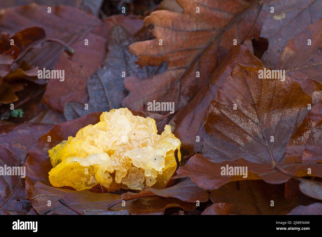 Golden Jelly Fungus lies between foliage after a storm torn off the mushroom from a branch Stock Photo