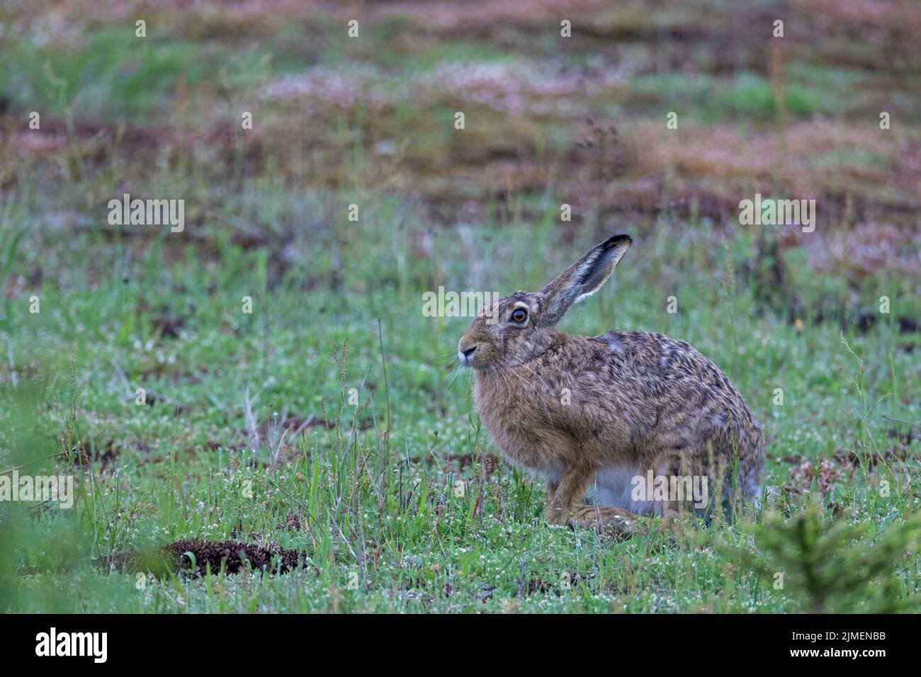 European Hare in a renaturalized gravel pit  -  (Brown Hare) / Lepus europaeus Stock Photo