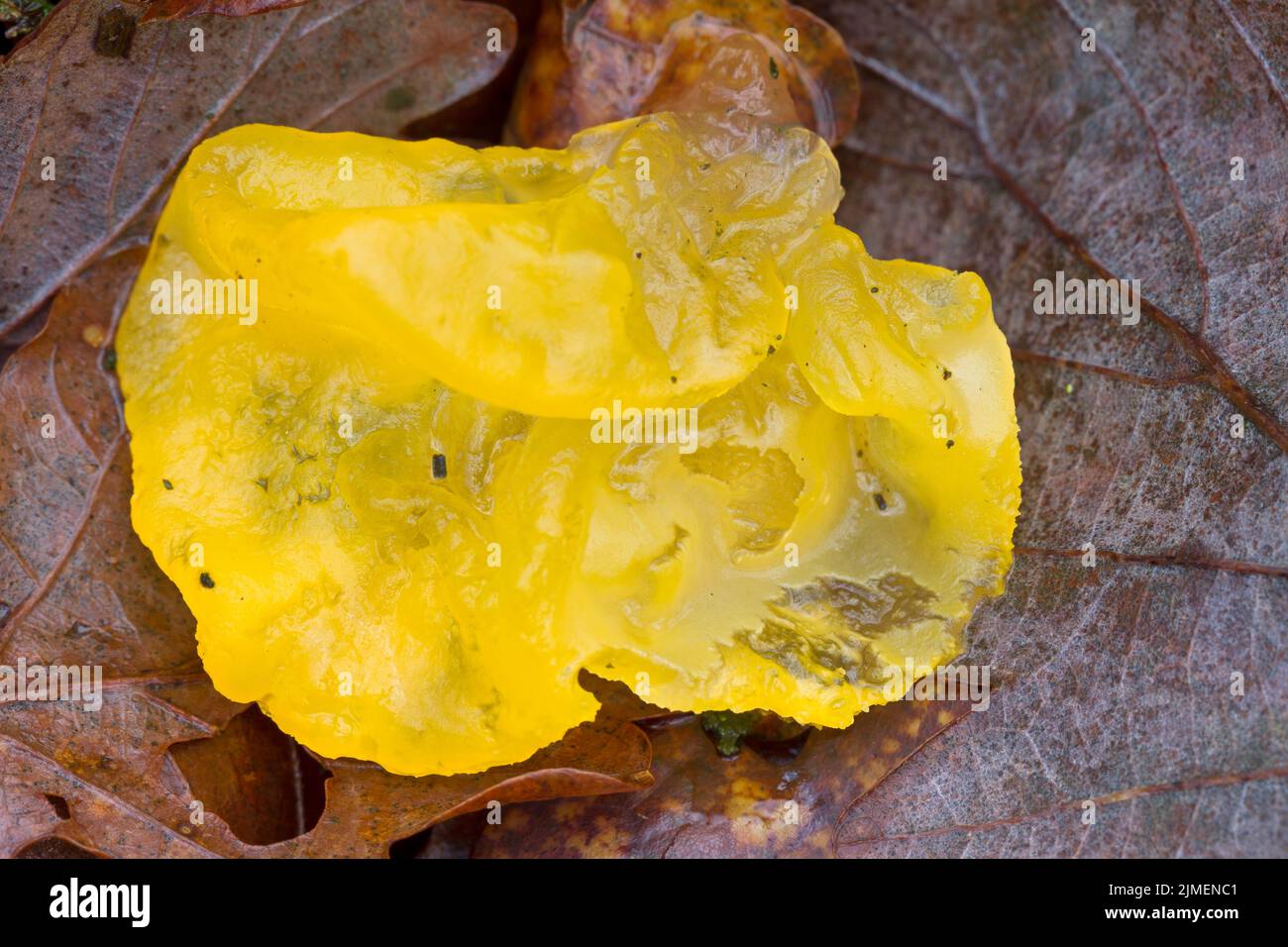 Golden Jelly Fungus lies between foliage after a storm torn off the mushroom from a branch Stock Photo