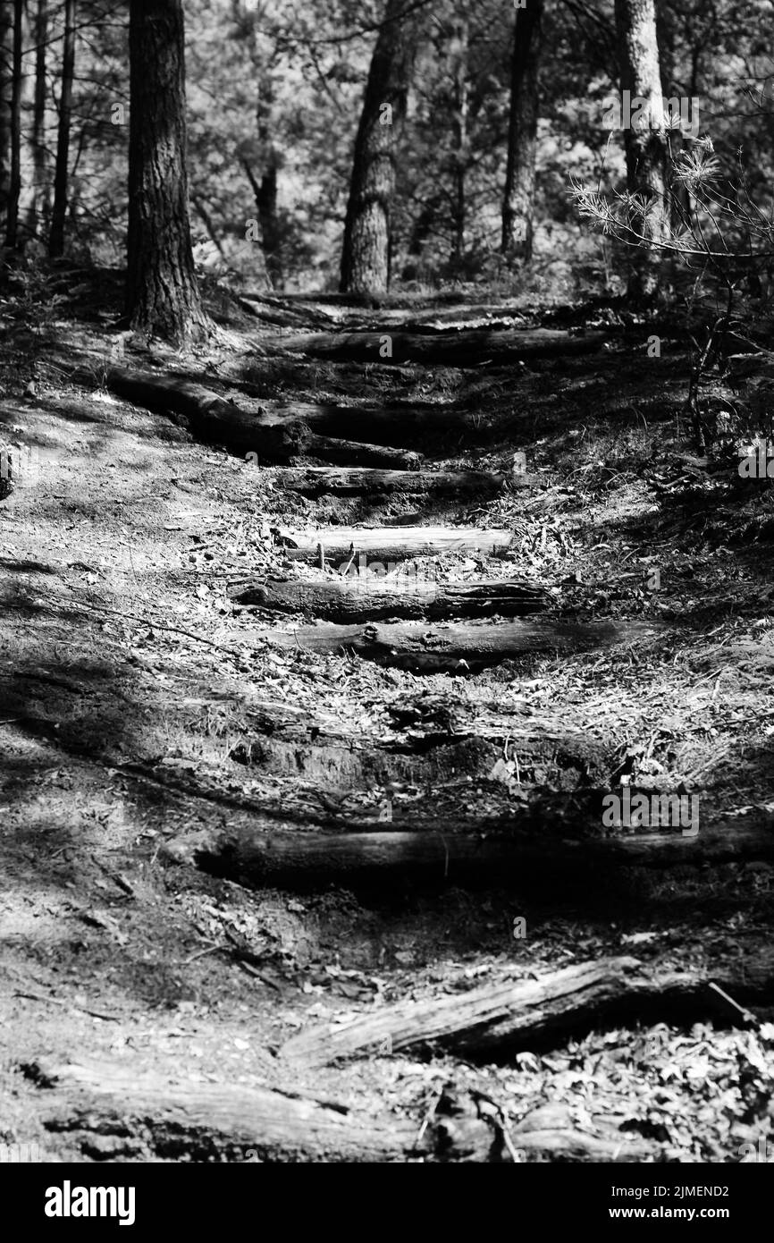 A typical calm summer meadow in the deep wild woods in black and white ...