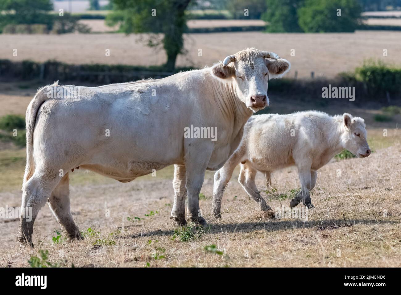 Cows and calf standing in a field, portrait Stock Photo - Alamy