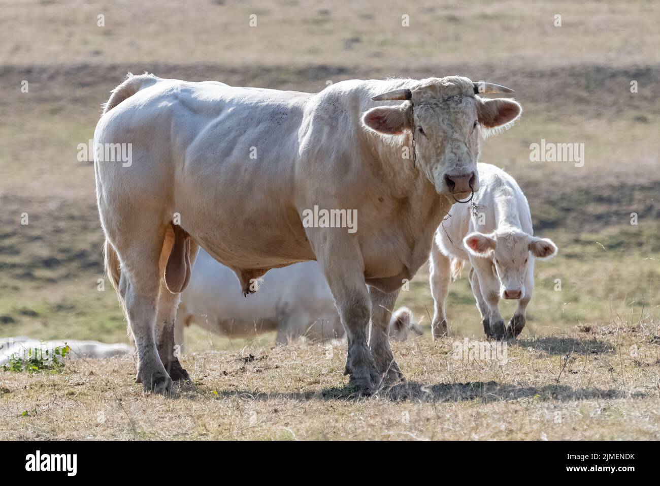 Cows and calf standing in a field, portrait Stock Photo - Alamy