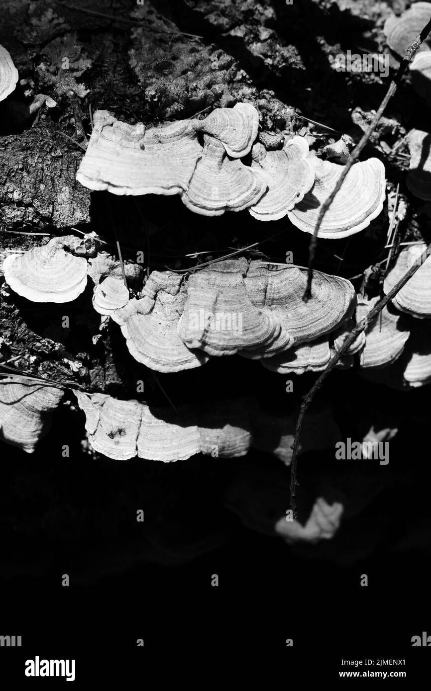 Wild turkey mushrooms growing on a log in the summer meadow in black and white monochrome. Stock Photo