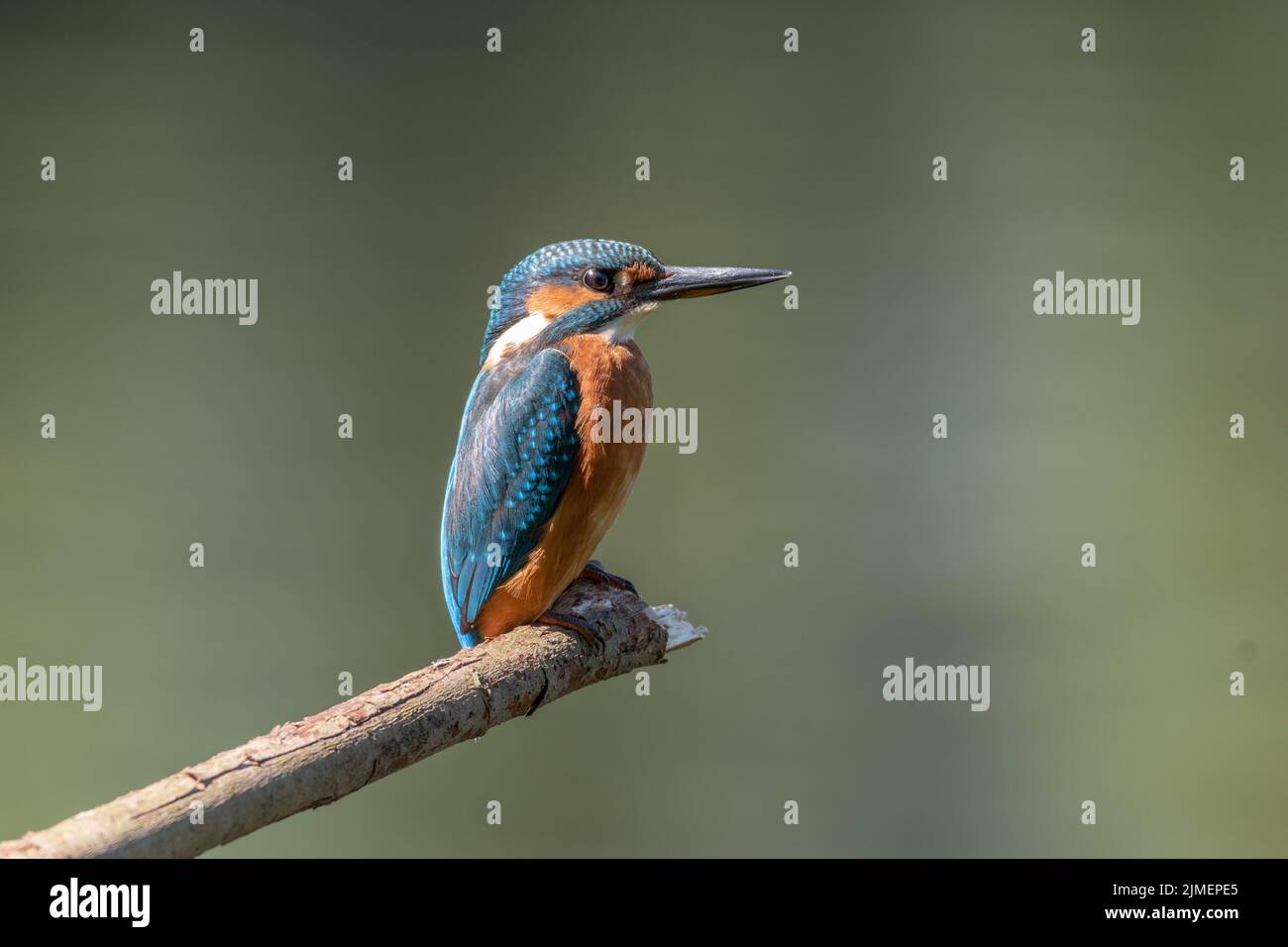 Common Kingfisher (Alcedo atthis), Wales, Uk, sat on perch in drought conditions in Britain during heatwave -climate change or  global warming. Stock Photo